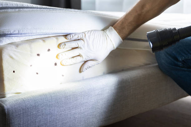 Best Termite Control Services  in Earlington, KY