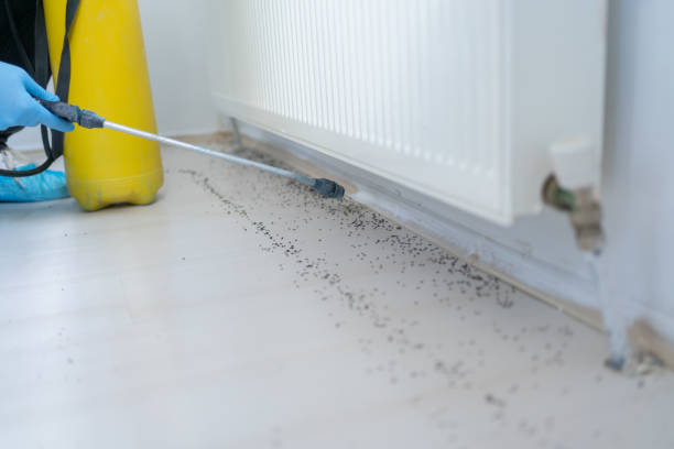 Best Rat Extermination Near Me  in Earlington, KY